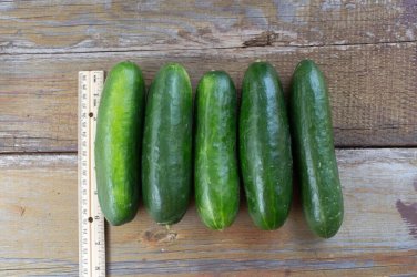 Super Zagross Cucumber Hybrid Easy Planting Vegetable  25 seeds