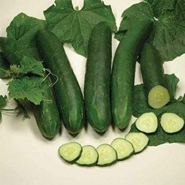 Sweet Slice Cucumber Hybrid Easy Planting Vegetable  25 seeds