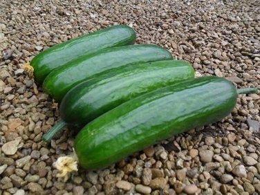 Diva Cucumber Hybrid Easy Planting Vegetable  Food 25 seeds