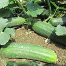 Marketmore 86 Cucumber Hybrid Easy Planting Vegetable  25 seeds