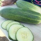 Marketmore 76 Cucumber Hybrid Easy Planting Vegetable  25 seeds