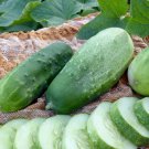 Homemade Pickle Cucumber Hybrid Easy Planting Vegetable  25 seeds