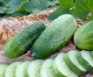 Homemade Pickle Cucumber Hybrid Easy Planting Vegetable  25 seeds