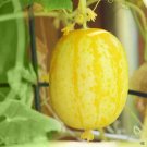 Lemon Cucumber Hybrid Easy Planting Vegetable  25 seeds