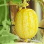 Lemon Cucumber Hybrid Easy Planting Vegetable  25 seeds
