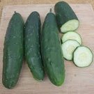 Olympian Cucumber Hybrid Easy Planting Vegetable  25 seeds