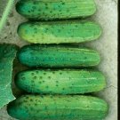 Cross Country Cucumber Hybrid Easy Planting Vegetable  25 seeds