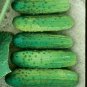 Cross Country Cucumber Hybrid Easy Planting Vegetable  25 seeds
