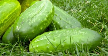 Calypso Cucumber Hybrid Easy Planting Vegetable  25 seeds