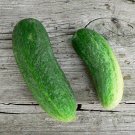 Cool Breeze Cucumber Hybrid Easy Planting Vegetable  25 seeds