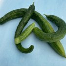 Yamato Cucumber Hybrid Easy Grow Planting Vegetable  25 seeds