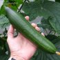 Improved Telegraph Cucumber Hybrid Planting Vegetable  25 seeds