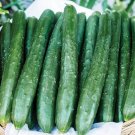 Amira Cucumber Hybrid Planting Easy To Grow Vegetable  25 seeds