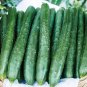 Amira Cucumber Hybrid Planting Easy To Grow Vegetable  25 seeds