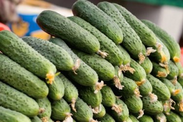 Russian Cucumber Hybrid Easy Grow Vegetable  25 seeds