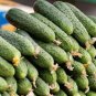 Russian Cucumber Hybrid Easy Grow Vegetable  25 seeds