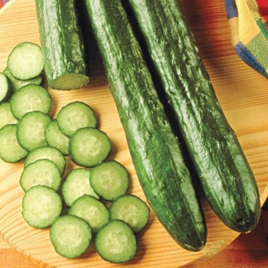 Sugar Crunch Cucumber Hybrid Easy Grow Vegetable  25 seeds