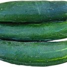 Raider Cucumber Hybrid Easy Grow Vegetable  25 seeds