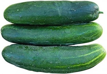 Raider Cucumber Hybrid Easy Grow Vegetable  25 seeds