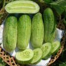 Sumter Cucumber Hybrid Easy Grow Vegetable  25 seeds