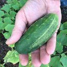 Alibi Cucumber Hybrid Easy Grow Vegetable  25 seeds