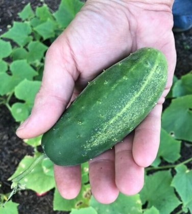 Alibi Cucumber Hybrid Easy Grow Vegetable  25 seeds
