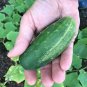 Alibi Cucumber Hybrid Easy Grow Vegetable  25 seeds