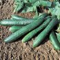 Sweet Success Cucumber Hybrid Easy Grow Vegetable  Food 25 seeds