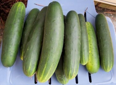 Indy Cucumber Hybrid Easy Grow Vegetable  25 seeds