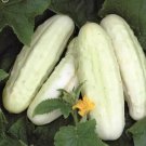 Pearl Cucumber Hybrid Easy Grow Vegetable  25 seeds