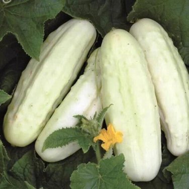 Pearl Cucumber Hybrid Easy Grow Vegetable  25 seeds