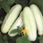 Pearl Cucumber Hybrid Easy Grow Vegetable  25 seeds