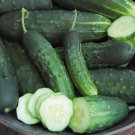 Endeavor Cucumber Hybrid Easy Grow Vegetable  25 seeds