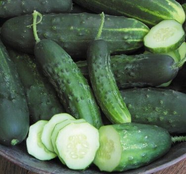 Endeavor Cucumber Hybrid Easy Grow Vegetable  25 seeds