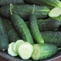 Endeavor Cucumber Hybrid Easy Grow Vegetable  25 seeds