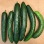 Soarer Cucumber Hybrid Easy Grow Vegetable  25 seeds