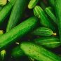Burpless Beauty Cucumber Hybrid Easy Grow Vegetable  25 seeds