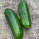 Bush Slicer Cucumber Hybrid Easy Grow Vegetable  25 seeds
