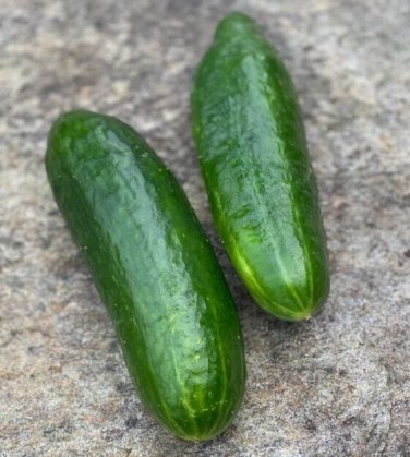 Bush Slicer Cucumber Hybrid Easy Grow Vegetable  25 seeds
