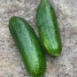 Bush Slicer Cucumber Hybrid Easy Grow Vegetable  25 seeds