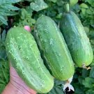 Wautoma Cucumber Hybrid Easy Grow Vegetable  25 seeds