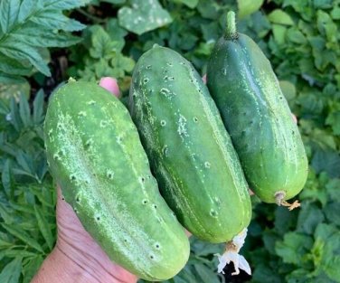 Wautoma Cucumber Hybrid Easy Grow Vegetable  25 seeds