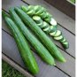 Japanese Long Cucumber Hybrid Easy Grow Vegetable  25 seeds