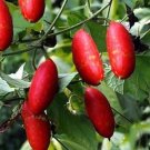 Hmong Red Cucumber Hybrid Easy Grow Vegetable  25 seeds