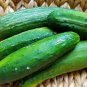 Garden Oasis Cucumber Hybrid Easy Grow Vegetable  25 seeds