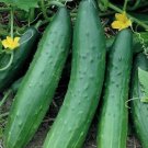 Tendergreen Burpless Cucumber Hybrid Easy Grow Vegetable Garden Picklin 25 seeds