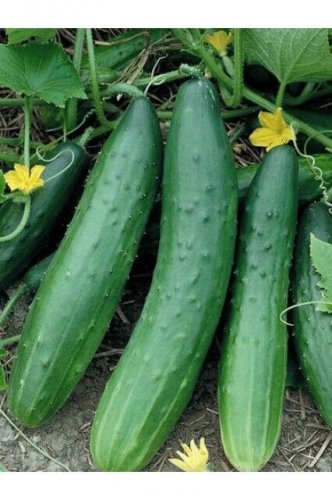 Tendergreen Burpless Cucumber Hybrid Easy Grow Vegetable Garden Picklin 25 seeds