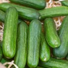 Mucnher Cucumber Hybrid Easy Grow Vegetable  25 seeds