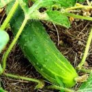 A & C Pickling Cucumber Hybrid Easy Grow Vegetable  25 seeds