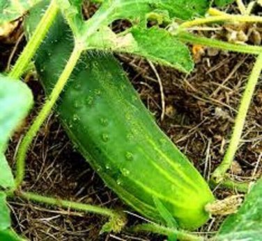 A & C Pickling Cucumber Hybrid Easy Grow Vegetable  25 seeds